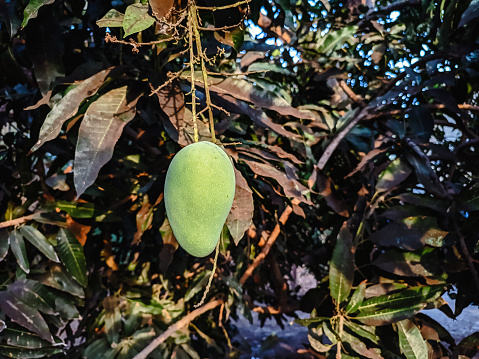Green mango fruit is ready to ripen and be harvested