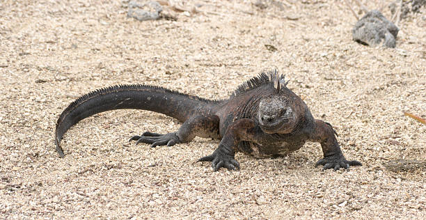 istock Marine iguana, Galapagos Islands, Ecuador 186753108