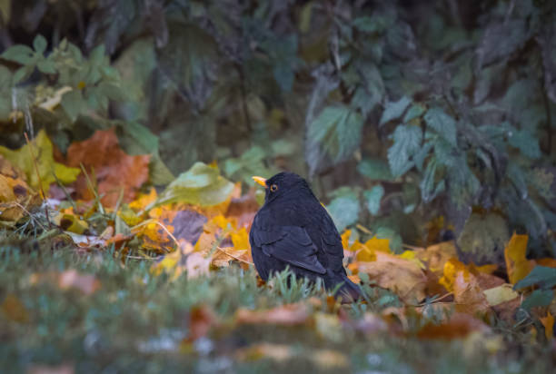 Blackbird (Turdus merula) sitting on the ground in autumn