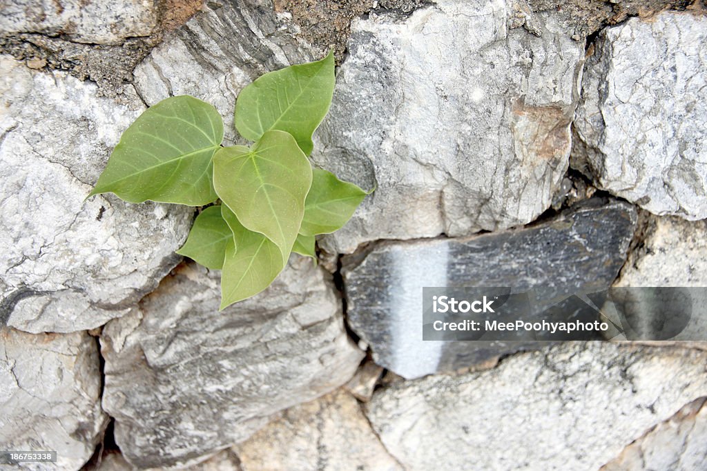 As plantas que surgiu de debaixo do Muro de Pedra. - Royalty-free Abrigo Anti-Bombas Foto de stock