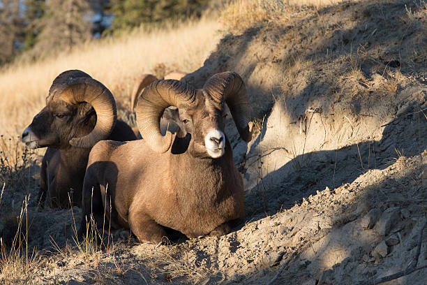 istock Rocky Mountain Big Horn Sheep 186753344