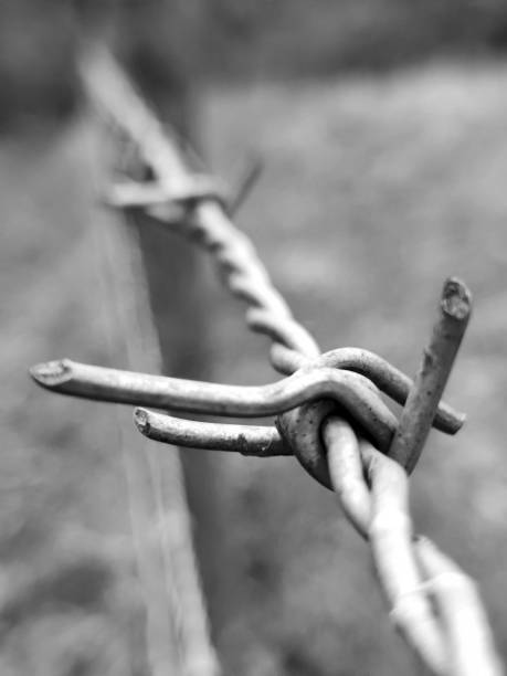 istock Close up of barbwire in black and white 1867533923