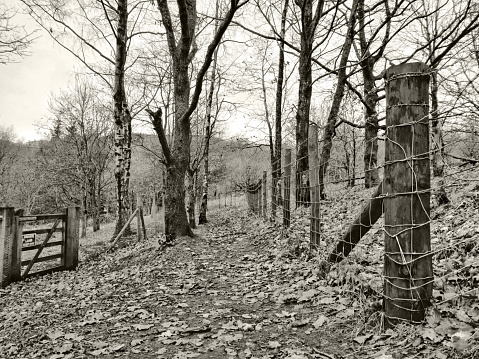 Sepia toned winter woodland path with fencing and leaves on the ground