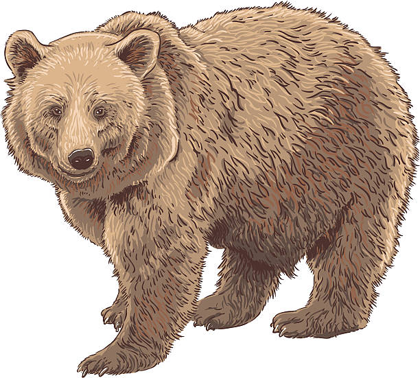 Kodiak Bear vector art illustration