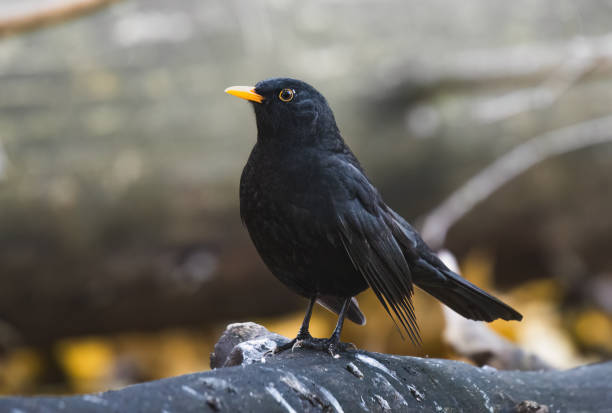 istock Blackbird in the nature. 1867535513