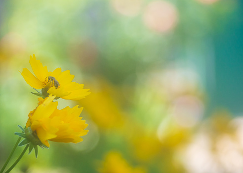 Soft focus yellow flowers on a blurred background. Nature of flower in garden using as background natural flora cover page or banner template brochure landing page design