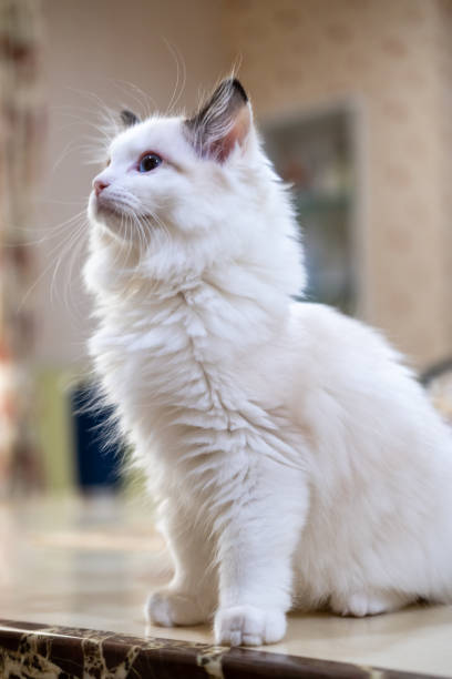 istock Cute, small Ragdoll cat standing on the table. 3 months old 1867539744