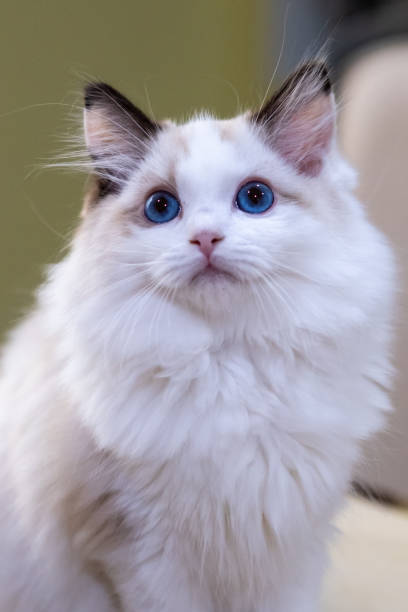 istock Cute, small Ragdoll cat. 3 months old 1867539745