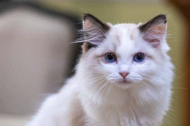 istock Cute, small Ragdoll cat. 3 months old 1867539752