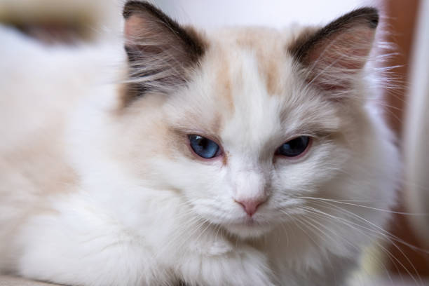 istock Small Ragdoll cat sitting sleepy on the chair 1867542882