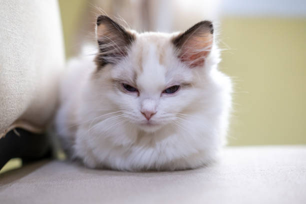 istock Small Ragdoll cat sitting sleepy on the chair 1867543406