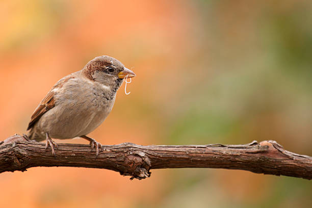 Two funny plump birds sparrows sit on a branch