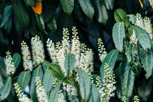 prunus laurocerasus (nazwa dwumianowa), znany również jako wawrzyn wiśniowy, wawrzyn pospolity, a czasem wawrzyn angielski - cyjanki zdjęcia i obrazy z banku zdjęć