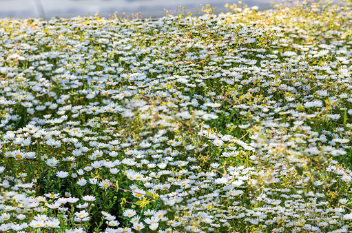 Bellis perennis,daisy,common daisy, lawn daisy ,English daisy