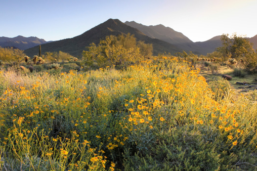 Brightly colored brittlebush flowers blooming in the Sonoran Desert near Phoenix, Arizona.