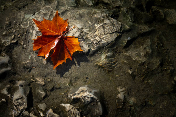 暗い石造りの背景の川に紅葉。背景写真