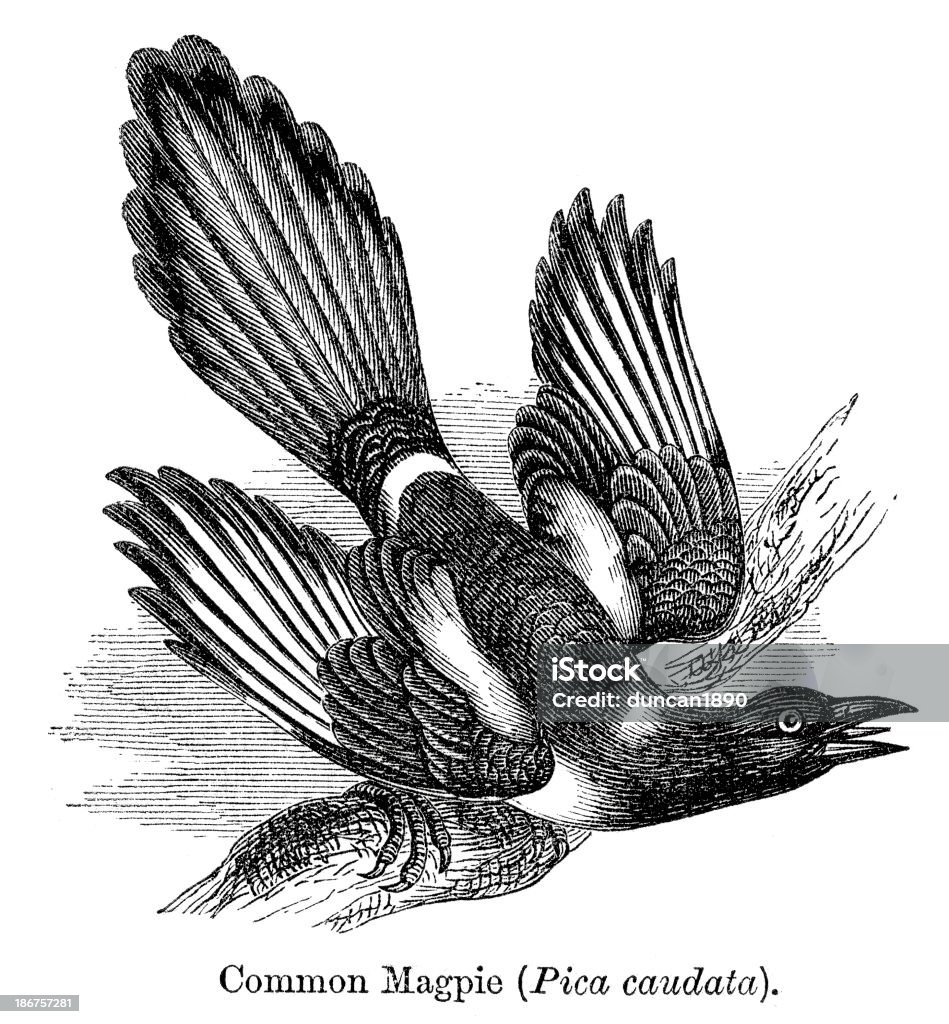 Common Magpie Vintage engraving showing a Common Magpie,1864 Magpie stock illustration