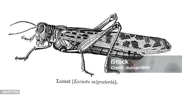 Criquet Migrateur Vecteurs libres de droits et plus d'images vectorielles de Criquet migrateur - Criquet migrateur, Illustration, Animal invertébré