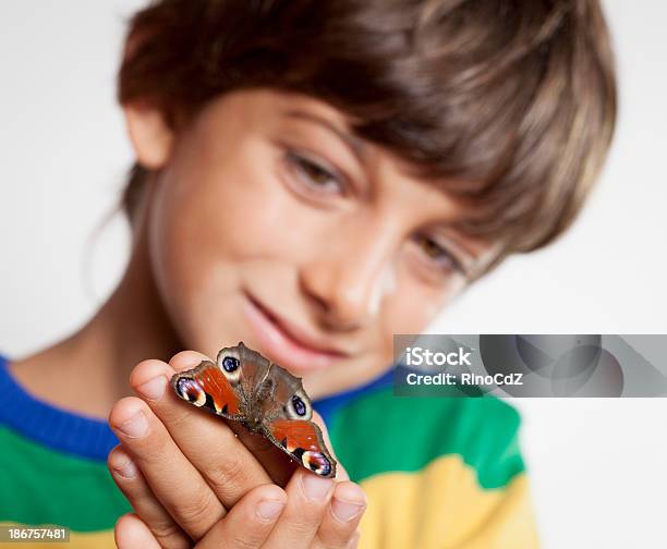 소년만 루킹 나비 보유중인 6-7 살에 대한 스톡 사진 및 기타 이미지 - 6-7 살, 8-9 살, 곤충