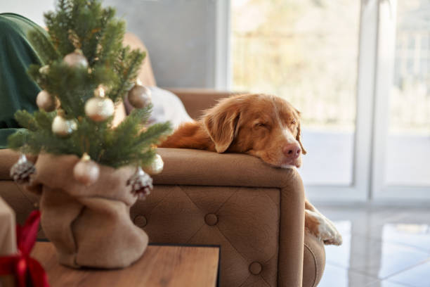 istock Nova Scotia Duck Tolling Retriever dog rests on a sofa beside a festive tree 1867577749
