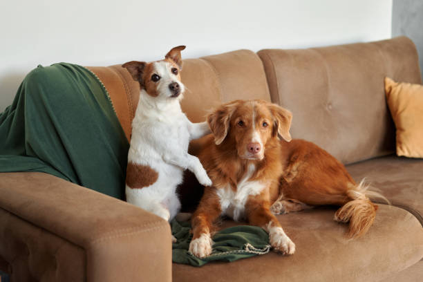 istock Two companionable dogs on cozy couch. Pets indoor 1867577757