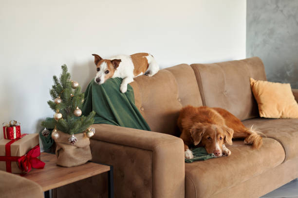 istock Two dogs on a sofa by a decorated Christmas tree 1867577761