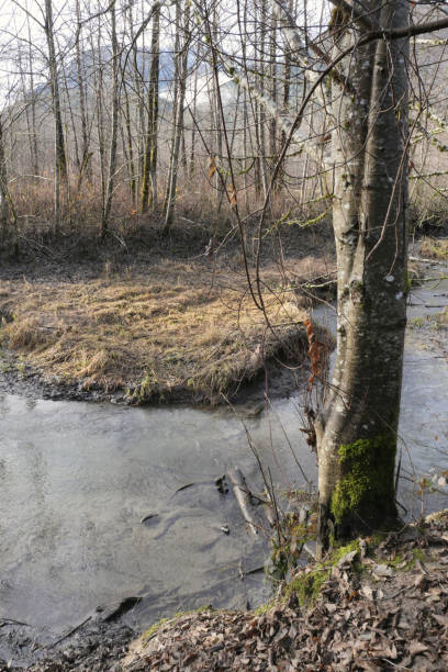 istock In the woods near the Brackendale Eagle Run  in Squamish 1867581431