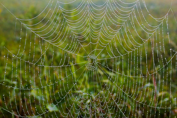 drops of dew on a spider web glowing in the morning on yellow natural background