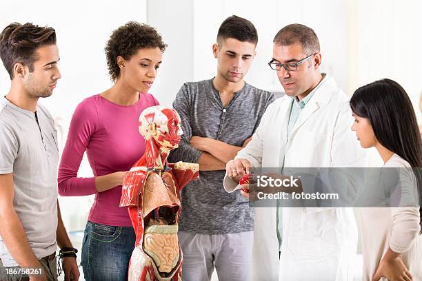 Grupo De Estudiantes Sobre Anatomía Clase Foto de stock y más banco de imágenes de Vietnamita - Vietnamita, Abdomen, Abdomen humano