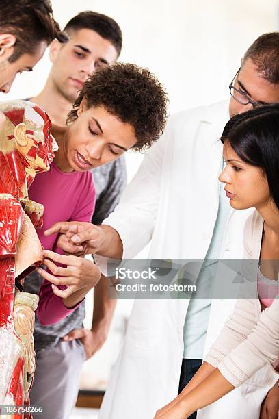 Gruppo Di Studenti In Classe Di Anatomia - Fotografie stock e altre immagini di Addome - Addome, Addome umano, Adulto
