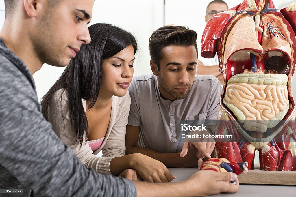 Gruppo di studenti in classe di anatomia - Foto stock royalty-free di Addome