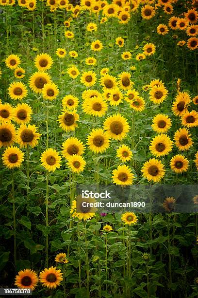 Campo De Sunflowers - Fotografias de stock e mais imagens de Agricultura - Agricultura, Amarelo, Ao Ar Livre
