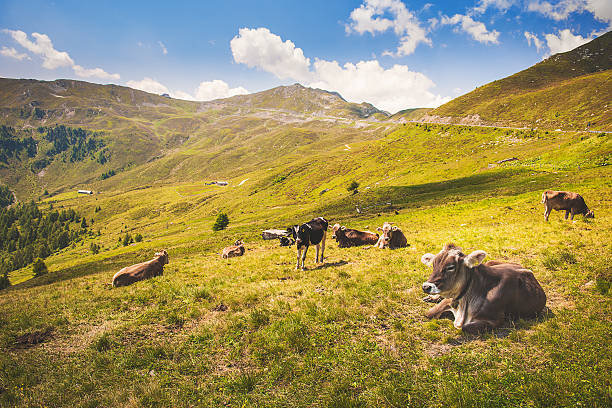 istock Cows in european alps 186758578