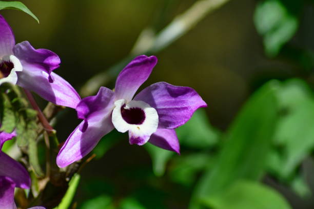 Dendobrium orchid stock photo