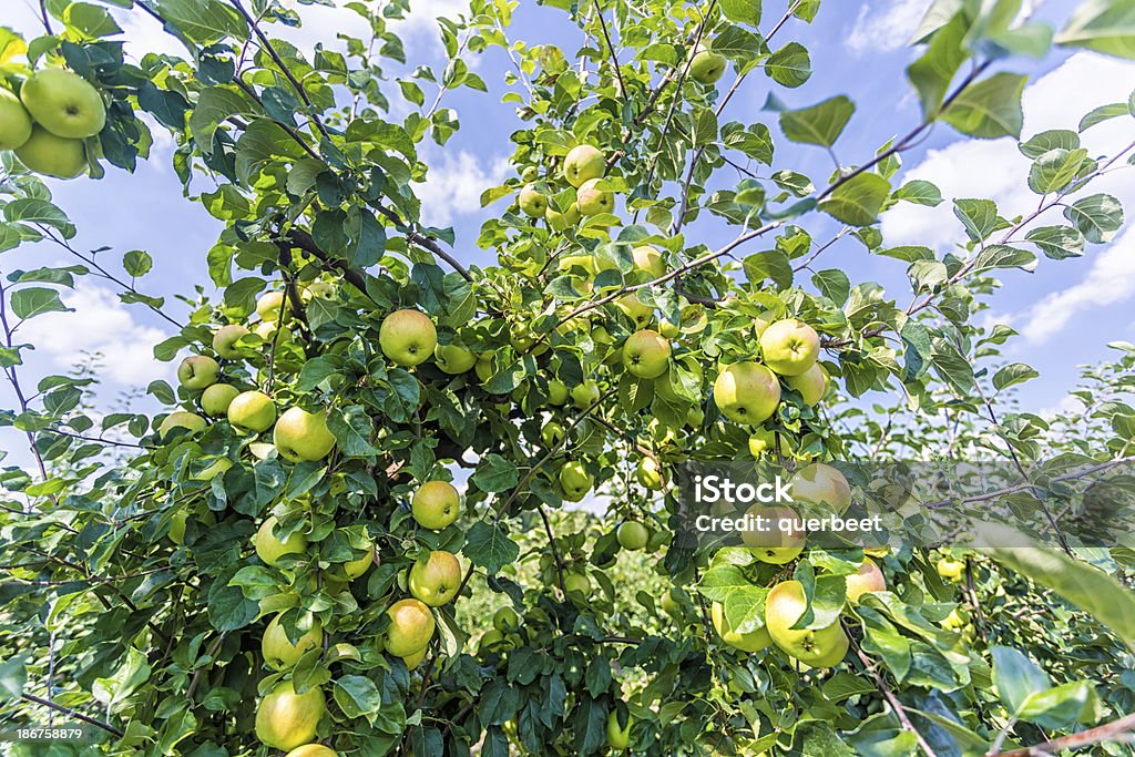 Grünen Äpfel - Lizenzfrei Apfel Stock-Foto