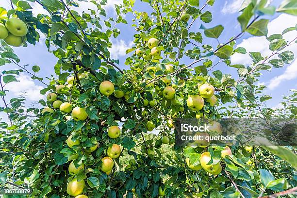 Grünen Äpfel Stockfoto und mehr Bilder von Apfel - Apfel, Apfelbaum, Apfelgarten