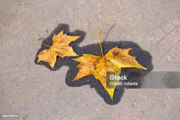 Foglie Dacero Autunnali - Fotografie stock e altre immagini di Acero - Acero, Arancione, Autunno