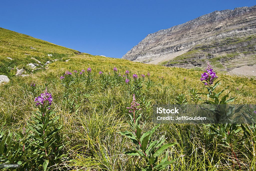 Meadow von Weidenröschen unter die Kontinentale Wasserscheide - Lizenzfrei Baumblüte Stock-Foto