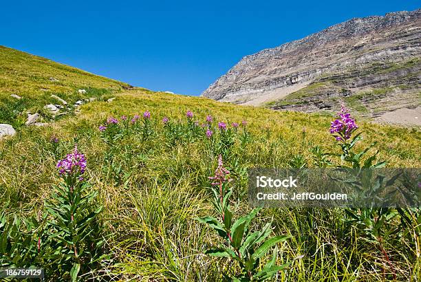 Meadow Von Weidenröschen Unter Die Kontinentale Wasserscheide Stockfoto und mehr Bilder von Baumblüte