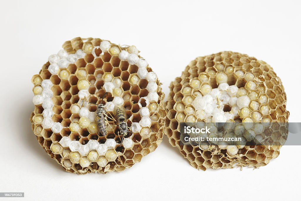 ハチの巣 - ハナバチのロイヤリティフリーストックフォト