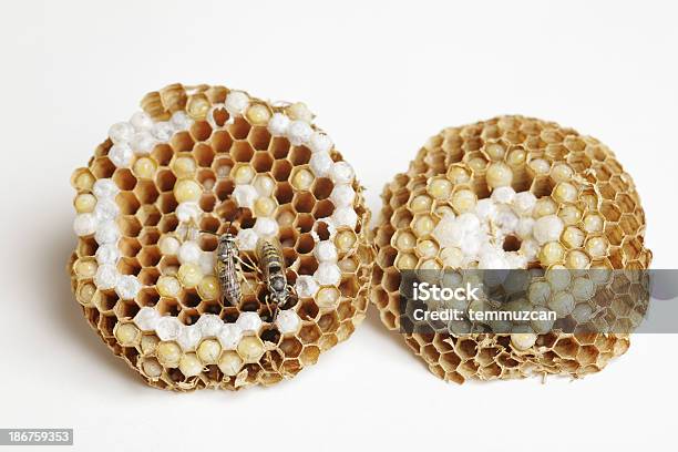 Пчелиное Гнездо — стоковые фотографии и другие картинки Пчела - Пчела, Пчелиное гнездо, Яйцо животного