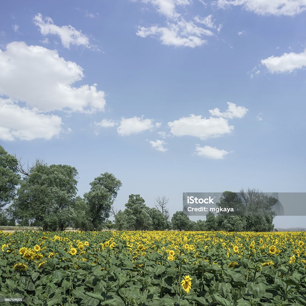 Sunflower Field Sunflower field with cloudy sky background view. Agricultural Field Stock Photo