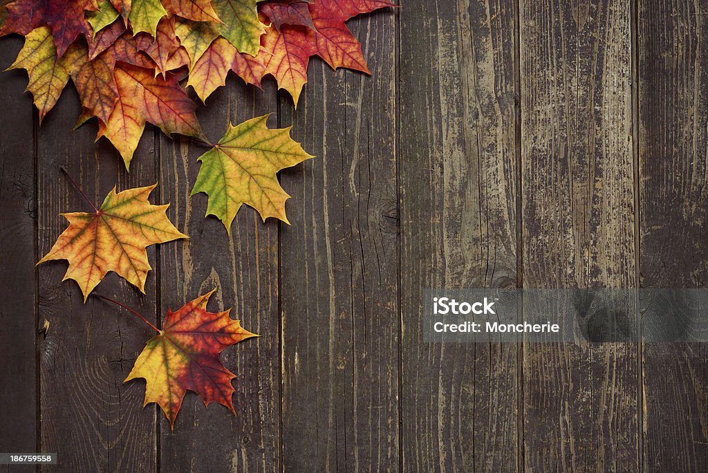 秋の背景に、古い木のカエデの葉 - 秋のロイヤリティフリーストックフォト