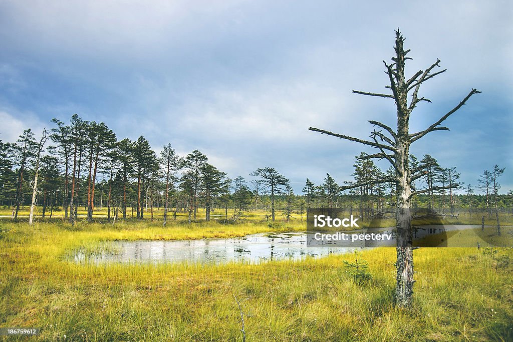 Nordic landscape. Summer landscape in bog. Baltic Countries Stock Photo