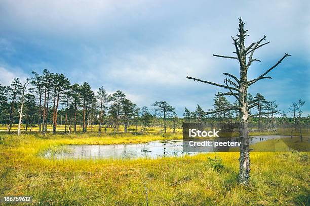 Nordic Landscape Stock Photo - Download Image Now - Baltic Countries, Bog, Cloud - Sky