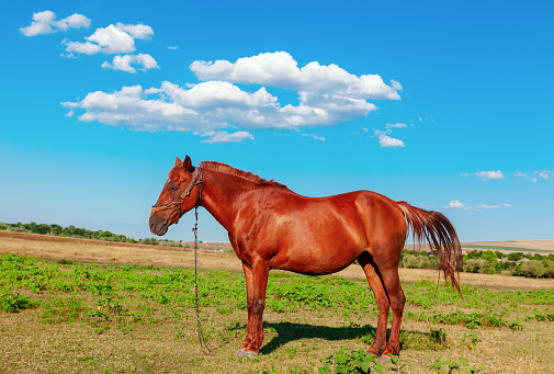 Grazing horse the beautiful scenic landscape of the Shenandoah Valley of Virginia, Harrisonburg, VA, USA.