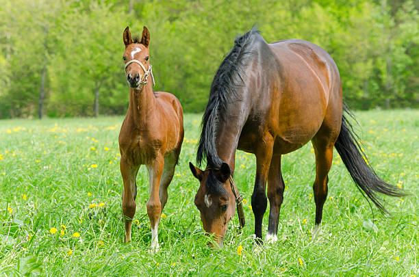istock Warmblood mare and foal 186759672
