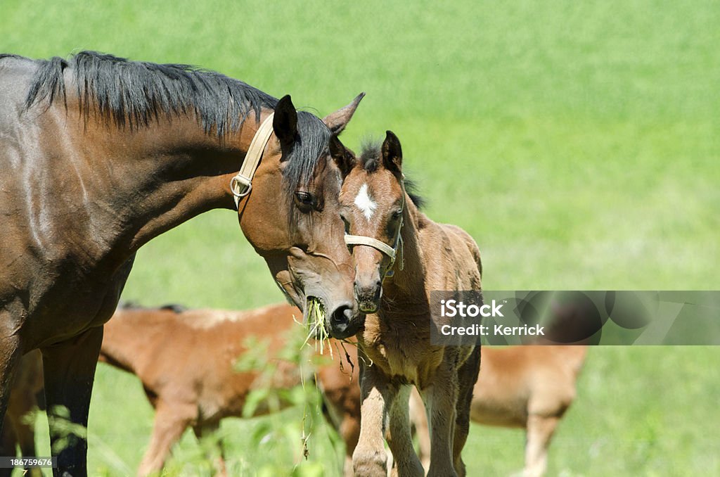 Warmblood Stute und Fohlen smooching - Lizenzfrei Agrarbetrieb Stock-Foto