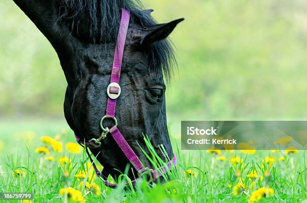 Black Warmblood Mare Grasen Stockfoto und mehr Bilder von Essen - Mund benutzen - Essen - Mund benutzen, Pferd, Gras