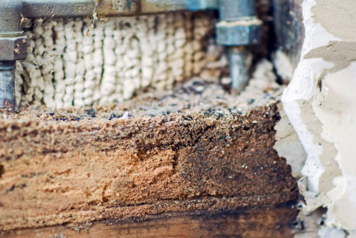 Evidence of carpenter ants is evident in this exposed, interior bathroom wall where 